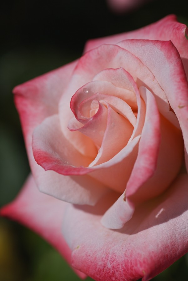 Rose Of Pinks by Joy Watson